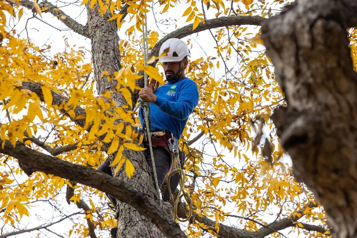 Skilled Storm Damage Cleanup crew working in Hickory